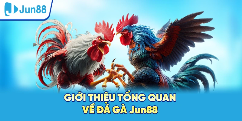 Giới thiệu tổng quan về đá gà Jun88